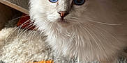 Scooby participe au concours pour gagner de l'argent avec cette photo : cat, fluffy, white, blue_eyes, whiskers, curious, indoor, furniture, carpet, texture, closeup, pet, animal, cute, soft, young_cat, floor, cozy, home, peek