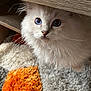 cat, fluffy, white, blue_eyes, whiskers, curious, indoor, furniture, carpet, texture, closeup, pet, animal, cute, soft, young_cat, floor, cozy, home, peek