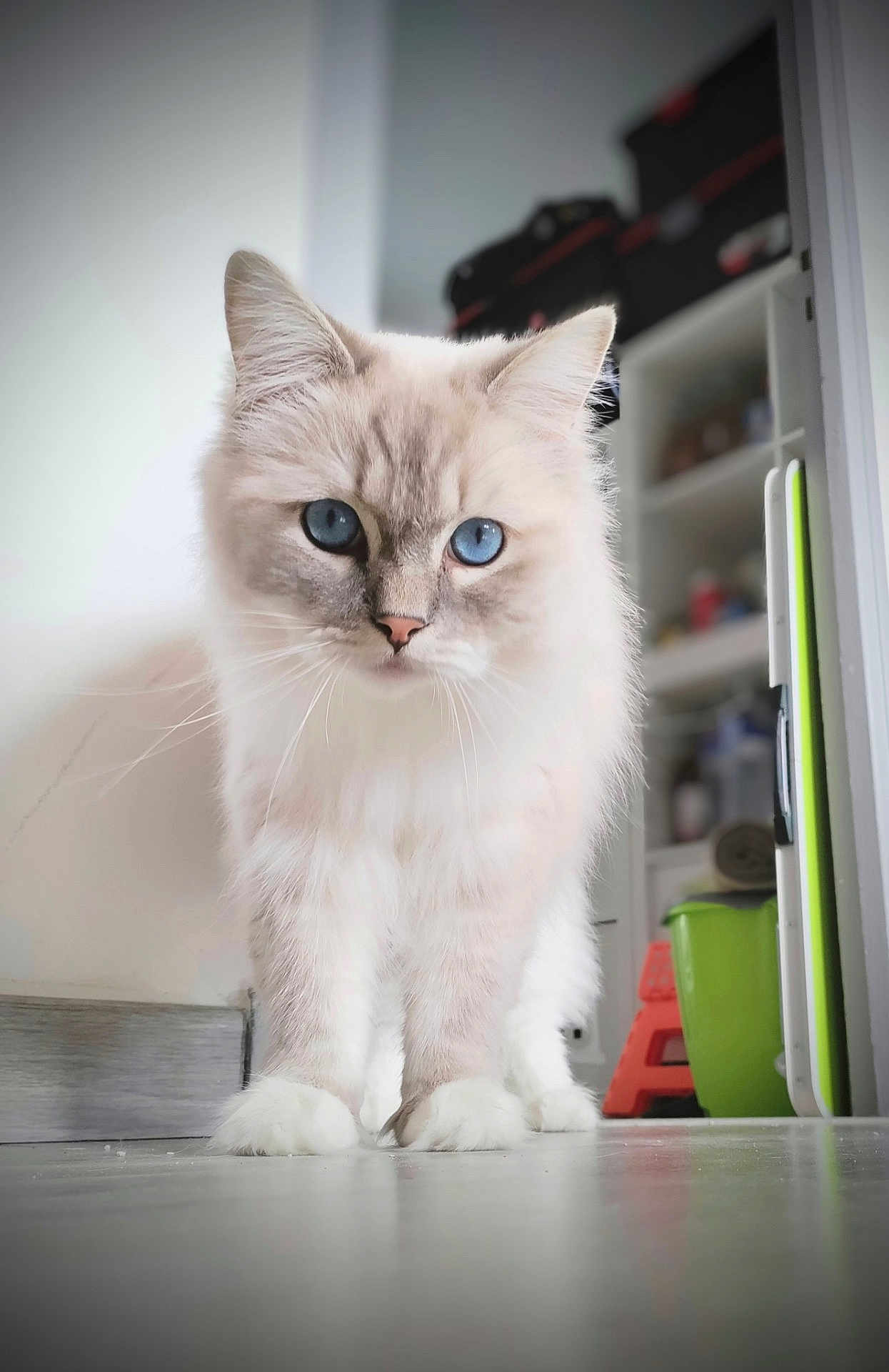 Scooby a rejoint le concours — aidez-le/la à gagner de superbes lots ! cat, blue_eyes, fluffy, indoor, floor, curious, pet, animal, feline, whiskers, paws, close_up, household, domestic, cute, portrait, soft_fur, looking, standing, white