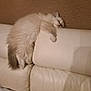 Scooby a rejoint le concours — aidez-le/la à gagner de superbes lots ! cat, fluffy, sleeping, couch, leather, white, pet, animal, indoors, relaxing, fur, cozy, nap, feline, home, comfortable, resting, soft, domestic, cute