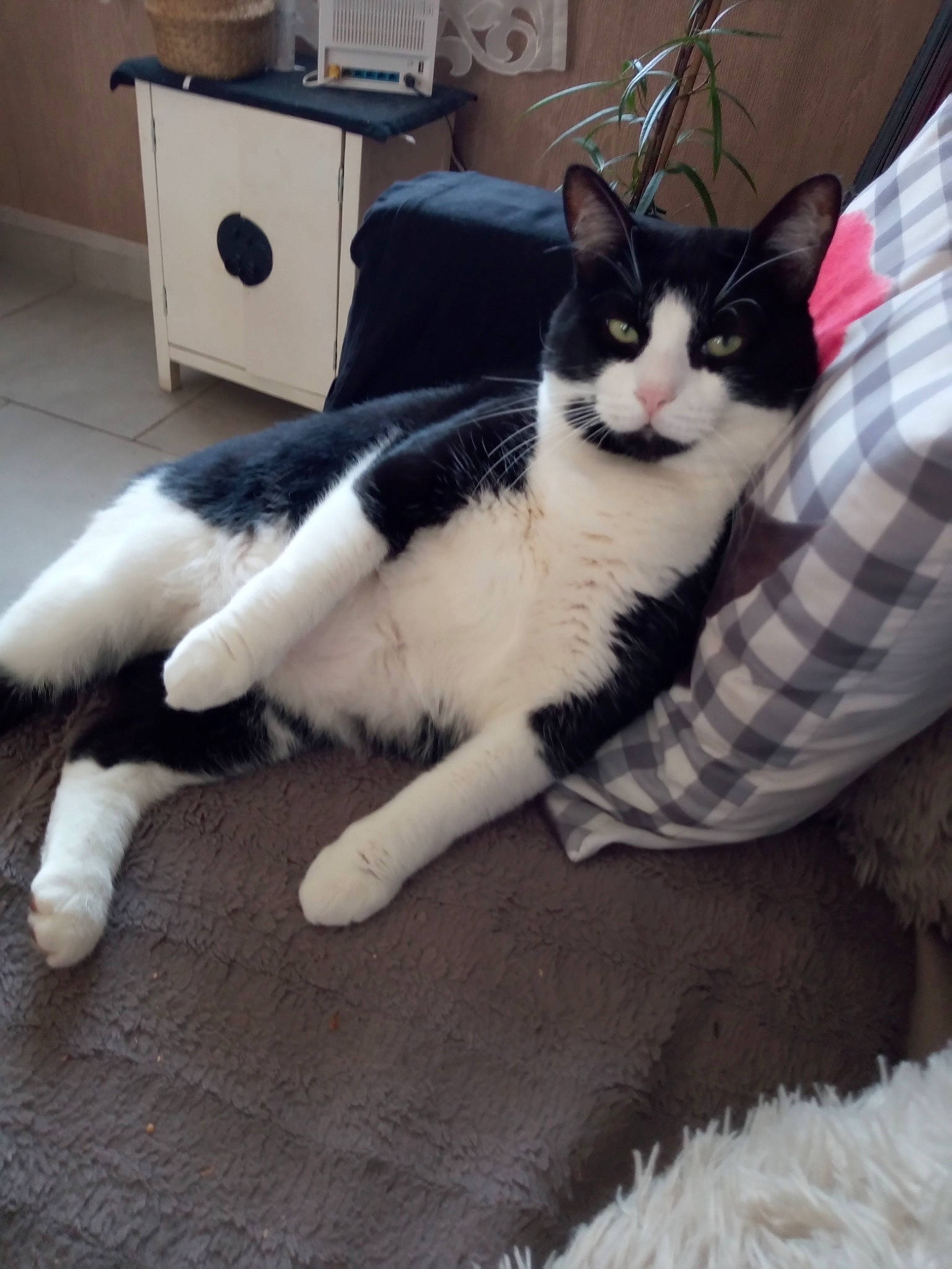 Dem Mousse a rejoint le concours — aidez-le/la à gagner de superbes lots ! aegean_cat, american_wirehair, black_and_white, carnivore, cat, domestic_short_haired_cat, european_shorthair, felidae, fur, japanese_bobtail, kitten, leg, mammal, paw, polydactyl_cat, small_to_medium_sized_cats, tail, whiskers