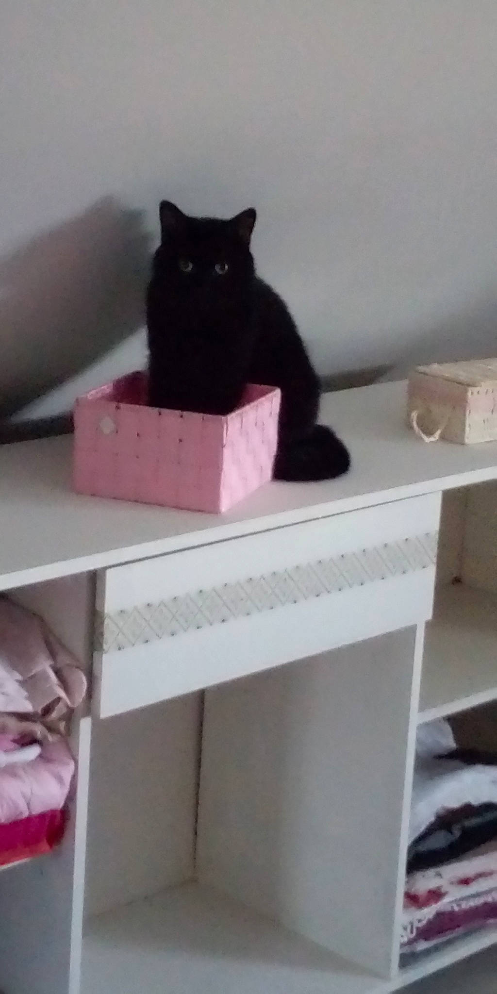 Bouffetous participe au concours pour gagner de l'argent avec cette photo : black_cat, carnivore, cat, felidae, furniture, kitten, pink, room, shelf, small_to_medium_sized_cats, table, whiskers