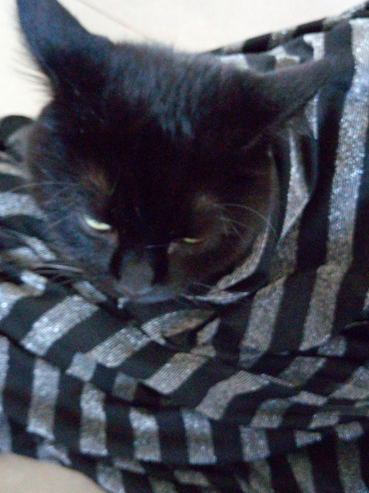 Bouffetous participe au concours pour gagner de l'argent avec cette photo : asian, black_cat, carnivore, cat, domestic_short_haired_cat, european_shorthair, felidae, kitten, small_to_medium_sized_cats, snout, whiskers