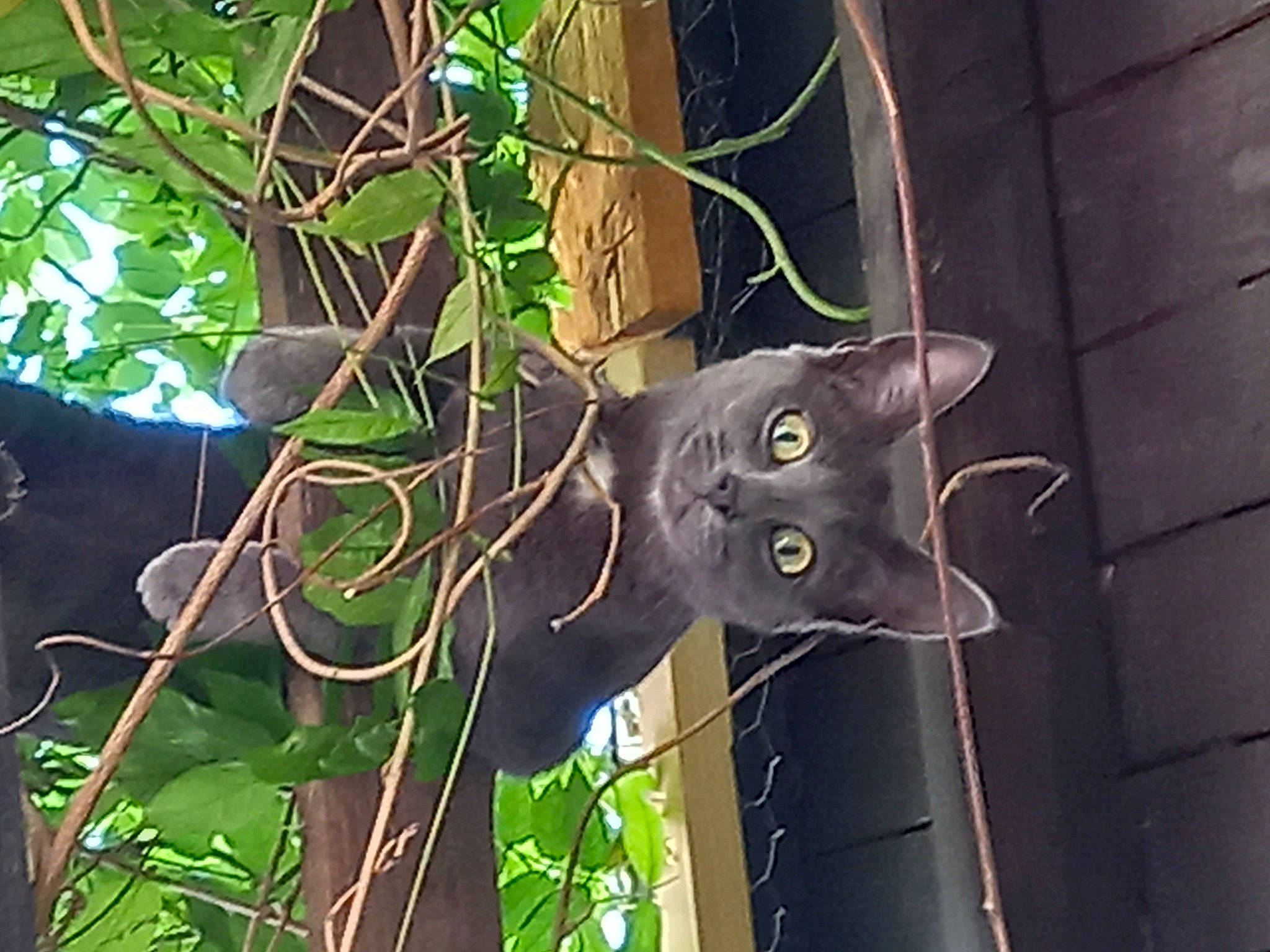 Grisouille a rejoint le concours — aidez-le/la à gagner de superbes lots ! black_cat, bombay, carnivore, cat, domestic_short_haired_cat, electric_blue, felidae, metal, organism, plant, plant_stem, russian_blue, small_to_medium_sized_cats, tail, terrestrial_plant, tree, twig, whiskers, wildlife, wood