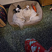Sultan a rejoint le concours — aidez-le/la à gagner de superbes lots ! animal, companion, cozy, cute, dog, domestic, floor, furniture, holiday_theme, home, indoor, looking_up, pajama_pants, patterned_floor, pet_bed, resting, small_dog, snuggling, two_dogs, warm