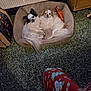 animal, companion, cozy, cute, dog, domestic, floor, furniture, holiday_theme, home, indoor, looking_up, pajama_pants, patterned_floor, pet_bed, resting, small_dog, snuggling, two_dogs, warm