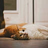 Rouky participe au concours pour gagner de l'argent avec cette photo : cat, orange_cat, white_cat, lying_down, floor, indoor, pet, animal, relaxed, cute, curious, fur, whiskers, ears, eyes, cozy, warm_light, blurred_background, resting, domestic