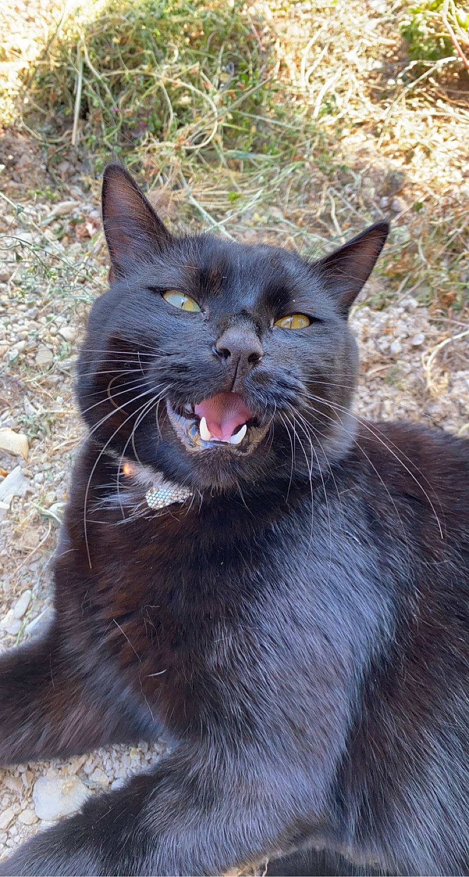Georges participe au concours pour gagner de l'argent avec cette photo : black_cat, bombay, carnivore, cat, domestic_short_haired_cat, eye, fang, felidae, fur, grass, grey, plant, small_to_medium_sized_cats, snout, tail, terrestrial_animal, whiskers, wildlife, window, yawn