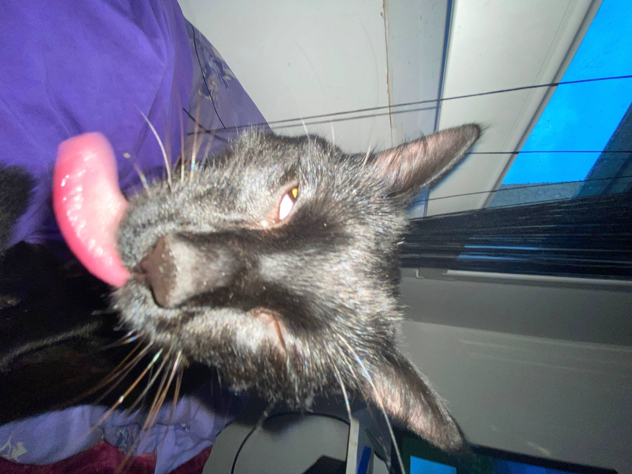 Georges a rejoint le concours — aidez-le/la à gagner de superbes lots ! blue, carnivore, cat, claw, domestic_short_haired_cat, ear, electric_blue, felidae, fur, marsupial, paw, small_to_medium_sized_cats, snout, whiskers