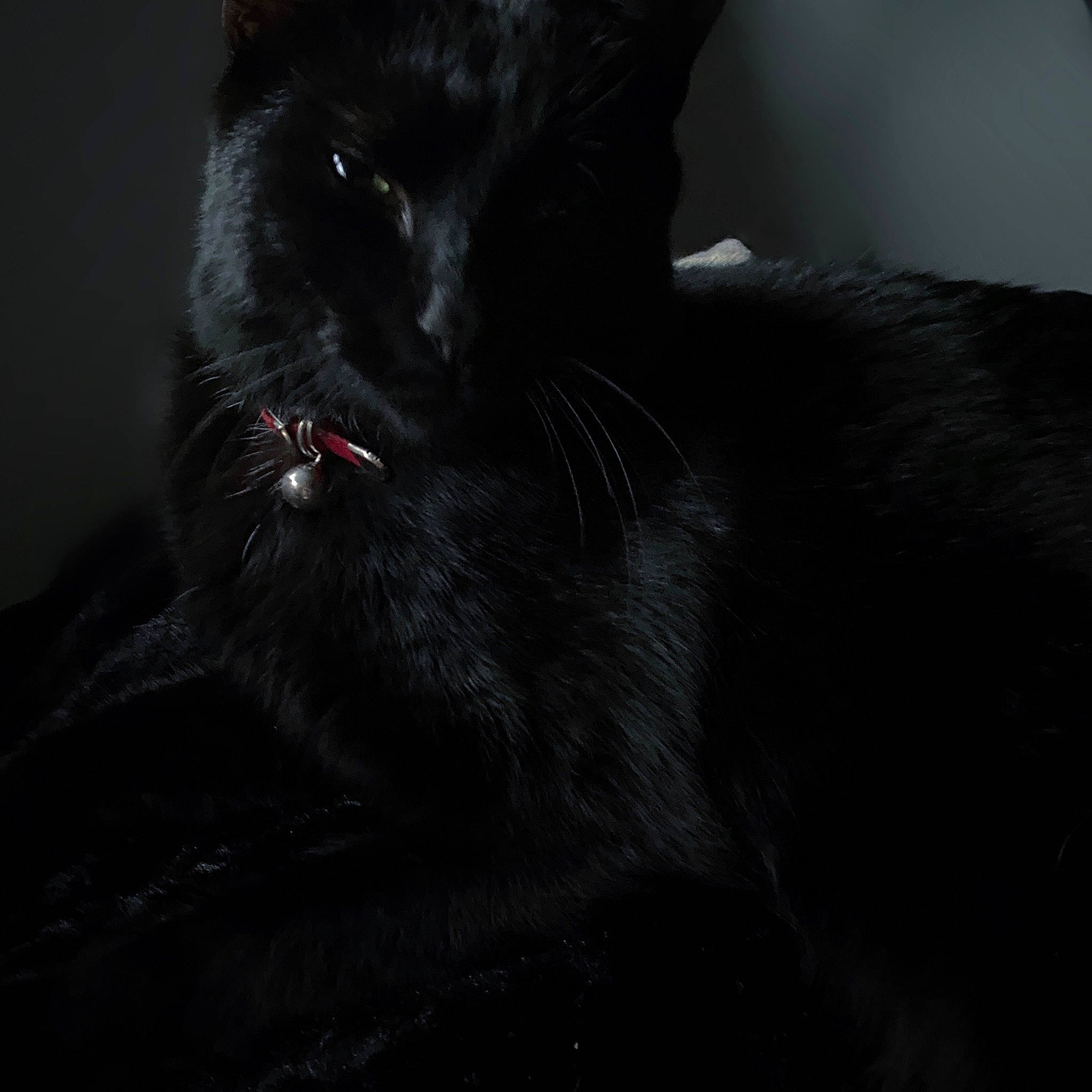 Georges participe au concours pour gagner de l'argent avec cette photo : black_cat, bombay, carnivore, cat, claw, comfort, darkness, domestic_short_haired_cat, ear, felidae, fur, grey, monochrome_photography, shadow, small_to_medium_sized_cats, snout, tail, terrestrial_animal, whiskers