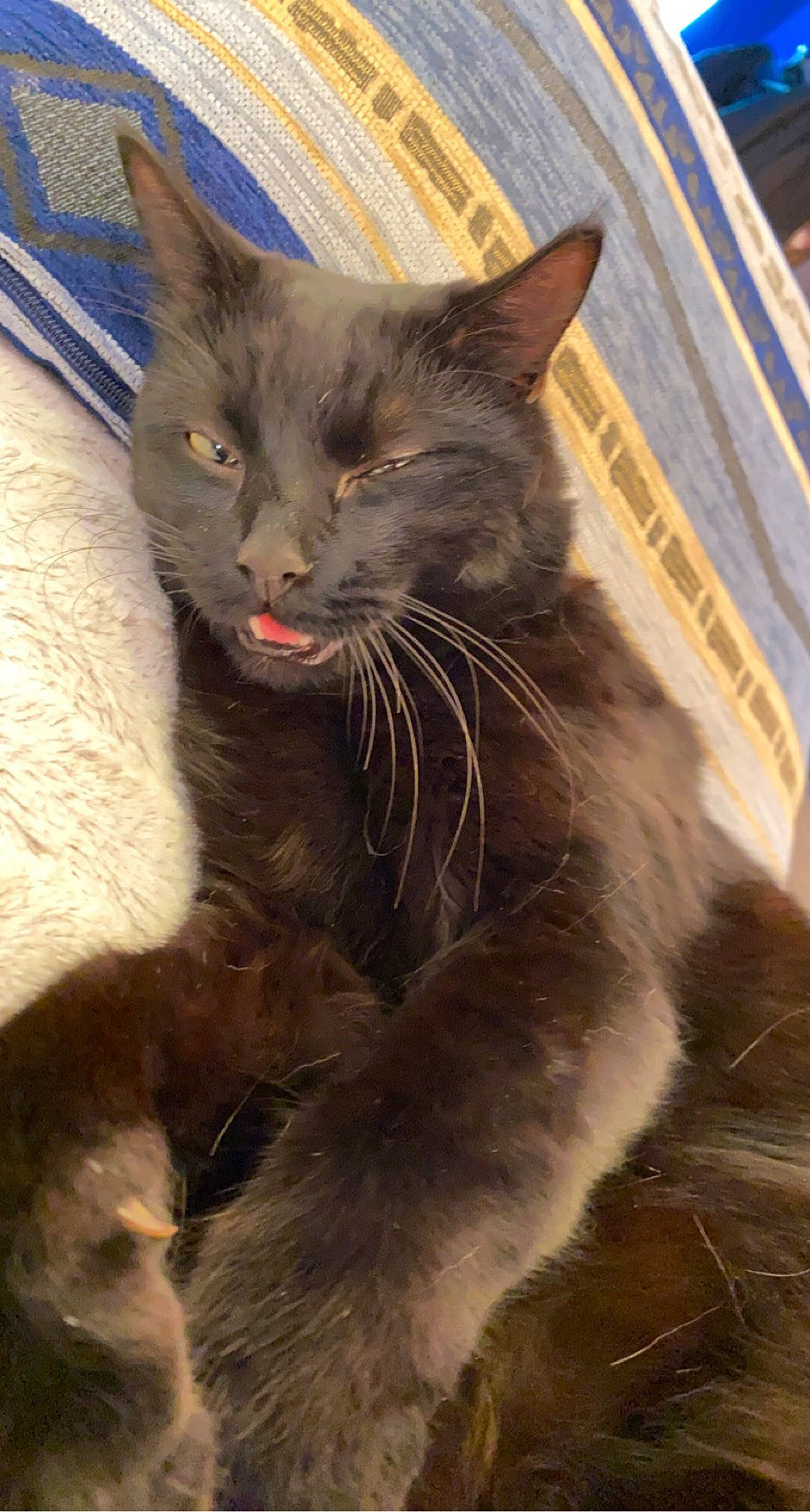 Georges participe au concours pour gagner de l'argent avec cette photo : black_cat, carnivore, cat, claw, domestic_short_haired_cat, felidae, fur, grey, havana_brown, paw, small_to_medium_sized_cats, snout, tail, terrestrial_animal, whiskers, window