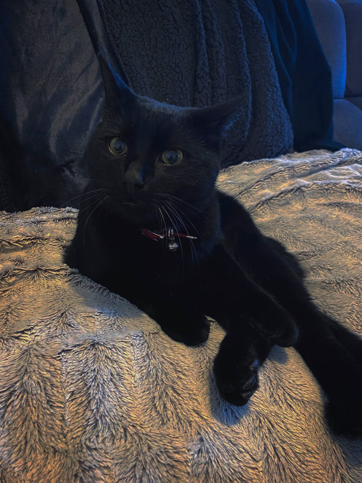 Georges participe au concours pour gagner de l'argent avec cette photo : black_cat, bombay, carnivore, cat, claw, comfort, domestic_short_haired_cat, electric_blue, eye, felidae, fur, grass, grey, human_leg, small_to_medium_sized_cats, snout, tail, terrestrial_animal, tints_and_shades, whiskers