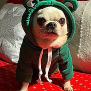 Gucci a rejoint le concours — aidez-le/la à gagner de superbes lots ! animal, blanket, chihuahua, costume, couch, cute, dog, eyes, face, furry, green_hoodie, hoodie, indoors, nose, paws, pet, puppy, red_blanket, small_dog, white_drawstring