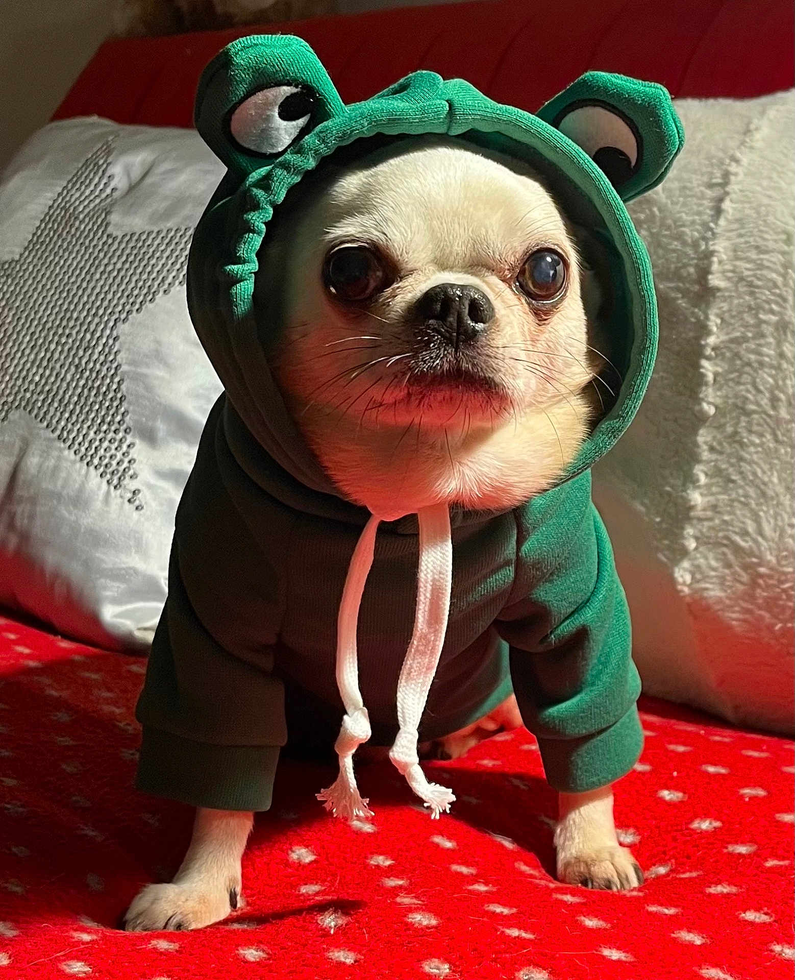 Gucci a rejoint le concours — aidez-le/la à gagner de superbes lots ! animal, blanket, chihuahua, costume, couch, cute, dog, eyes, face, furry, green_hoodie, hoodie, indoors, nose, paws, pet, puppy, red_blanket, small_dog, white_drawstring