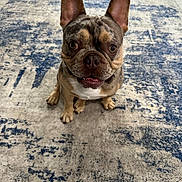 Fritz is registered to the contest to win money with this photo: animal, attention, canine, companion, cute, dog, domestic, ears, eyes, floor, french_bulldog, friendly, indoor, looking_up, mammal, merle_coat, pet, portrait, rug, sitting