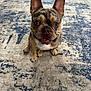 animal, attention, canine, companion, cute, dog, domestic, ears, eyes, floor, french_bulldog, friendly, indoor, looking_up, mammal, merle_coat, pet, portrait, rug, sitting