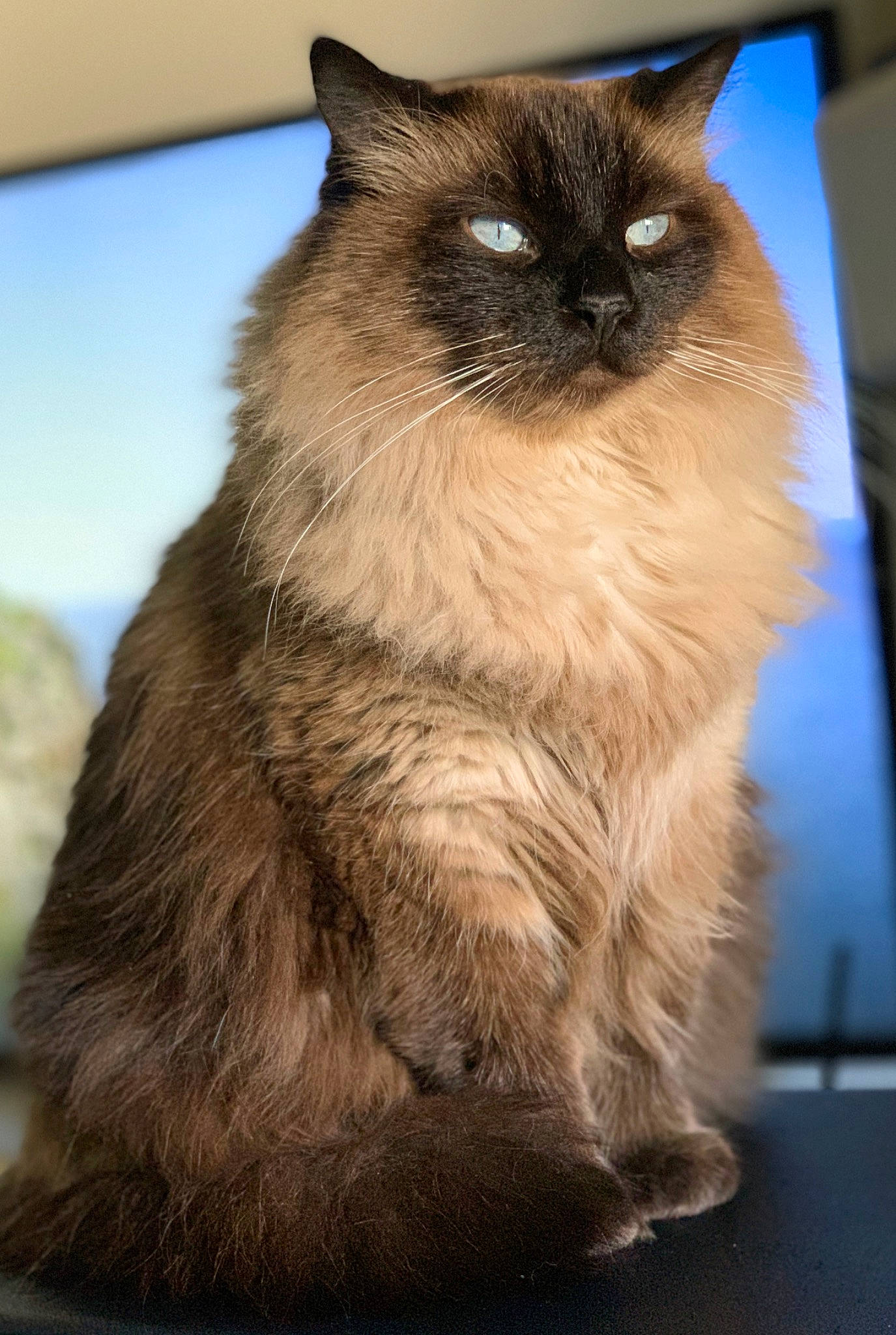 Sushi Roll is registered to the contest to win money with this photo: balinese, birman, box, carnivore, cat, fawn, felidae, flooring, fur, hardwood, siamese, small_to_medium_sized_cats, snout, tail, thai, whiskers, wood