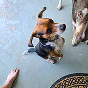 Hanky Doodle is registered to the contest to win money with this photo: animal, black, brown, canine, companion, concrete, curious, dog, domestic_animal, doormat, ears, floor, foot, indoors, looking_up, paw, pet, tail, two_dogs, white