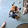 Hanky Doodle is registered to the contest to win money with this photo: animal, black, brown, canine, companion, concrete, curious, dog, domestic_animal, doormat, ears, floor, foot, indoors, looking_up, paw, pet, tail, two_dogs, white