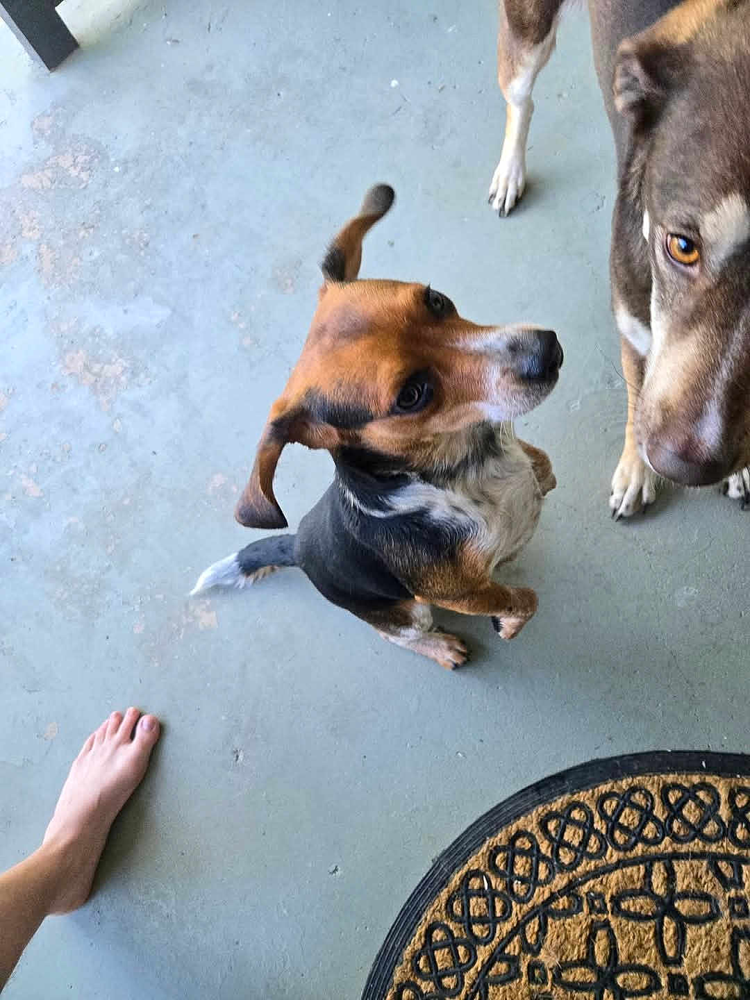 Hanky Doodle is registered to the contest to win money with this photo: animal, black, brown, canine, companion, concrete, curious, dog, domestic_animal, doormat, ears, floor, foot, indoors, looking_up, paw, pet, tail, two_dogs, white