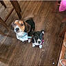 Hanky Doodle joined the competition — help win amazing prizes! animal, beagle, black, black_dog, brown, chair, collar, curious, cute, dog, domestic, ears, floor, indoor, looking_up, pet, small_dog, two_dogs, white_paws, wooden_floor
