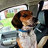 dog, beagle, pet, animal, canine, sitting, car, vehicle, passenger_seat, bone, treat, collar, blue_collar, floral_blanket, patterned_fabric, car_interior, window, suburban_background, outdoors, portrait
