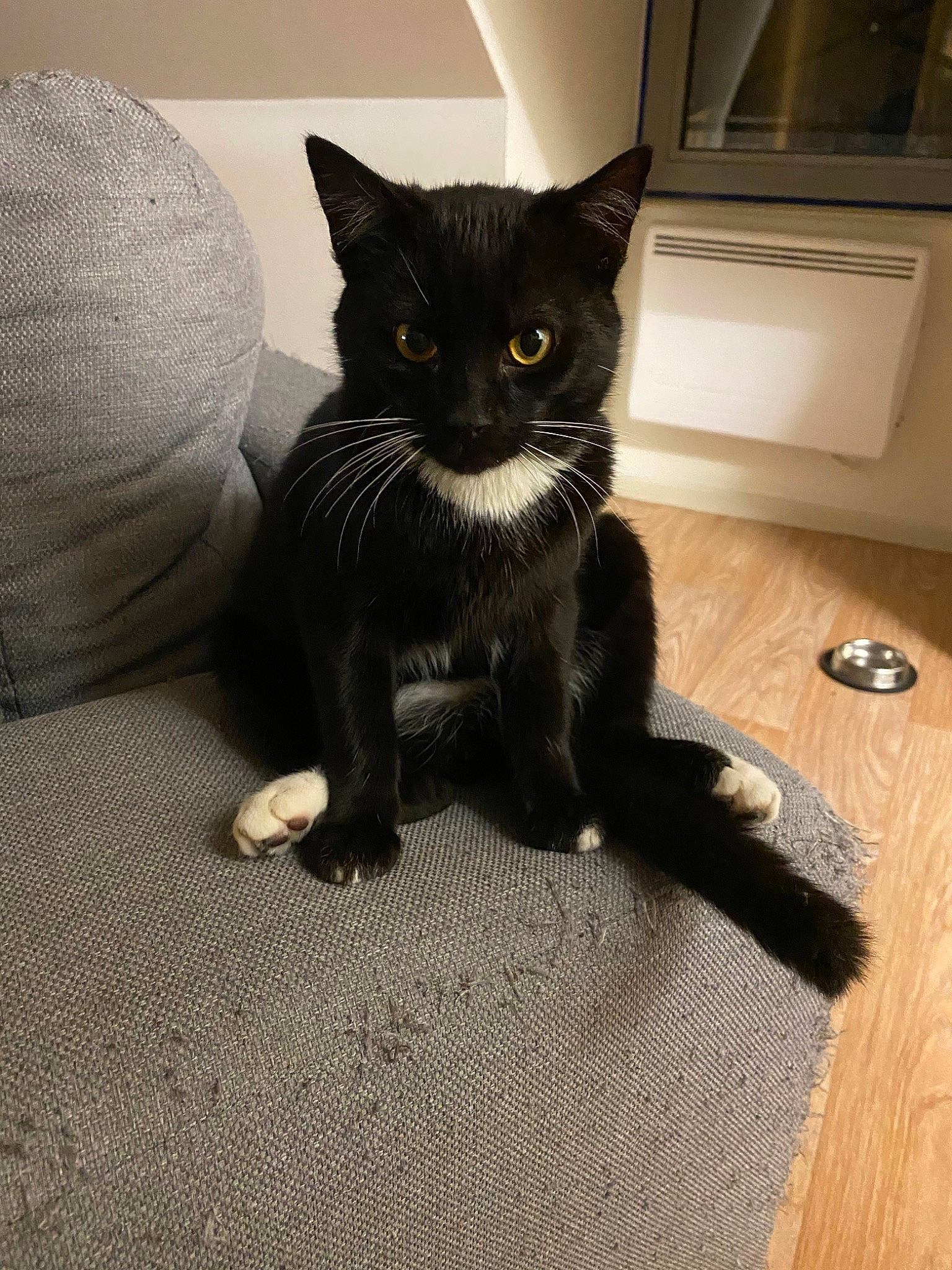 Kirikou a rejoint le concours — aidez-le/la à gagner de superbes lots ! asian, black, black_cat, bombay, carnivore, cat, claw, domestic_short_haired_cat, european_shorthair, felidae, fur, german_rex, kitten, mammal, polydactyl_cat, small_to_medium_sized_cats, vertebrate, whiskers