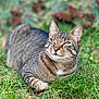 cat, tabby, green_eyes, grass, outdoor, pet, feline, animal, nature, relaxed, lying_down, whiskers, ears, fur, close_up, daylight, mammal, cute, domestic_animal, resting