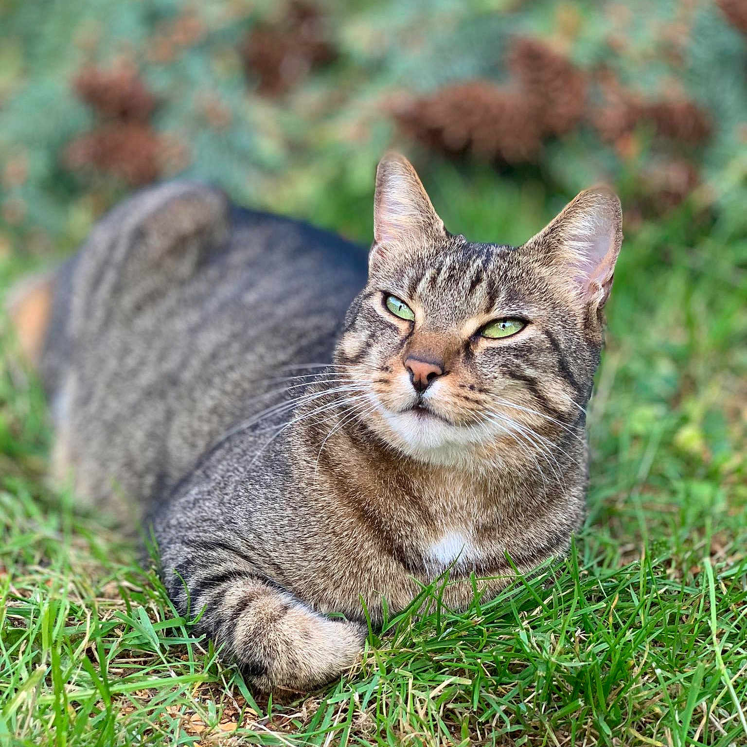Pearl Alias Chacha a rejoint le concours — aidez-le/la à gagner de superbes lots ! animal, cat, close_up, cute, daylight, domestic_animal, ears, feline, fur, grass, green_eyes, lying_down, mammal, nature, outdoor, pet, relaxed, resting, tabby, whiskers