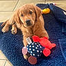 Buck a rejoint le concours — aidez-le/la à gagner de superbes lots ! golden_retriever, puppy, dog, toy, plush_toy, polka_dot, red, yellow, towel, navy_blue, floor_tile, indoor, pet, cute, lying_down, looking_at_camera, animal, fur, playful, domestic_animal