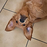 Buck participe au concours pour gagner de l'argent avec cette photo : dog, puppy, golden_retriever, tile_floor, ear_flop, upside_down, pet, animal, cute, playful, indoor, fur, canine, brown_fur, floor, blue_rug, young_dog, looking, lying_down, domestic_animal