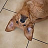 animal, blue_rug, brown_fur, canine, cute, dog, domestic_animal, ear_flop, floor, fur, golden_retriever, indoor, looking, lying_down, pet, playful, puppy, tile_floor, upside_down, young_dog