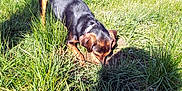 Sooky participe au concours pour gagner de l'argent avec cette photo : dog, grass, outdoor, sunlight, field, canine, animal, nature, exploring, sniffing, collar, black, brown, daytime, pet, mammal, rural, greenery, playful, tail