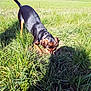 dog, grass, outdoor, sunlight, field, canine, animal, nature, exploring, sniffing, collar, black, brown, daytime, pet, mammal, rural, greenery, playful, tail