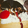 dog, toy, sausage_toy, rug, fluffy_rug, red_frisbee, wooden_floor, pet, indoor, chewing, brown_dog, playing, cozy, animal, household, relaxed, paw, nose, bedroom, floor