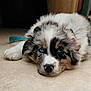 Rocky is registered to the contest to win money with this photo: puppy, dog, blue_eyes, fluffy, lying_down, tile_floor, pet, cute, young_dog, animal, domestic_animal, fur, nose, ears, resting, indoors, close_up, canine, adorable, muzzle