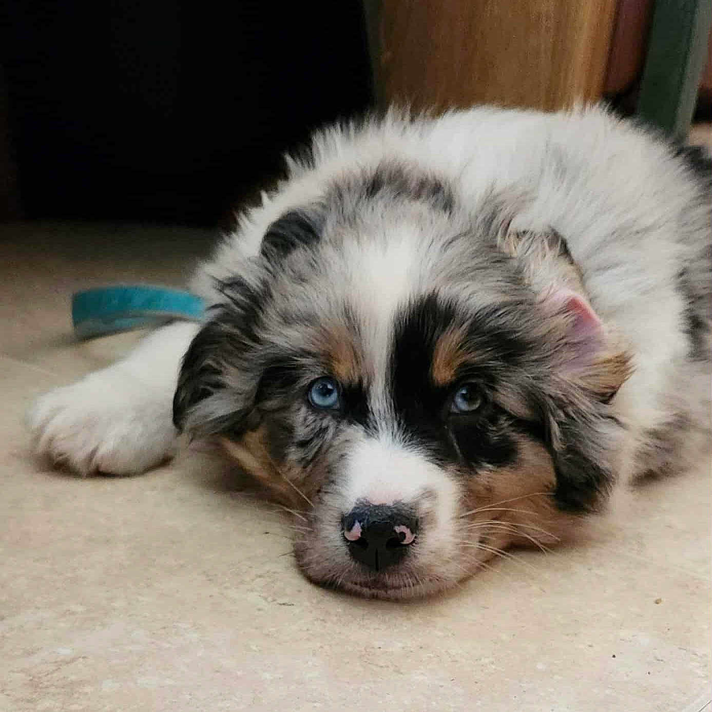 Rocky is registered to the contest to win money with this photo: adorable, animal, blue_eyes, canine, close_up, cute, dog, domestic_animal, ears, fluffy, fur, indoors, lying_down, muzzle, nose, pet, puppy, resting, tile_floor, young_dog