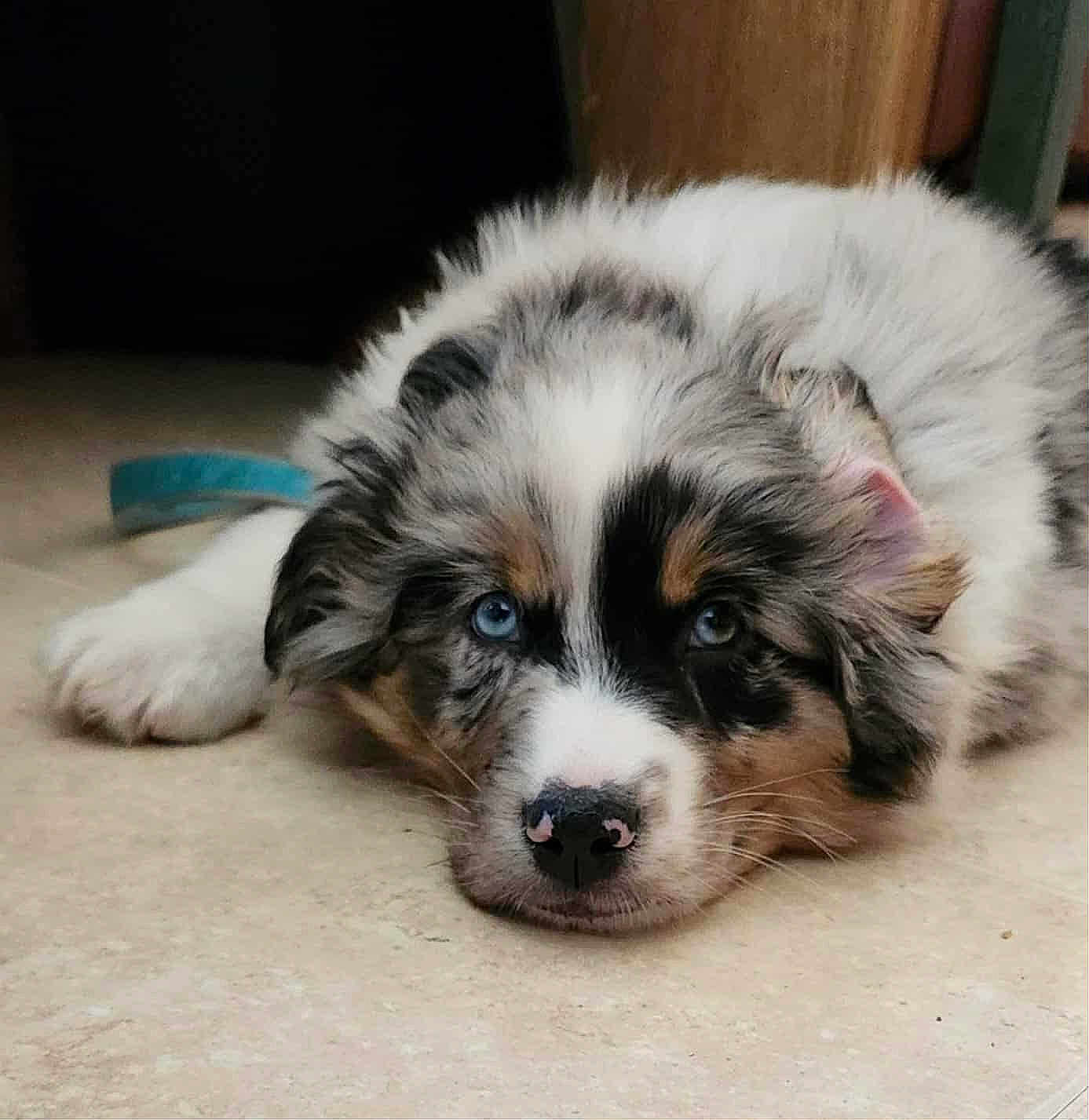 Rocky is registered to the contest to win money with this photo: puppy, dog, blue_eyes, fluffy, lying_down, tile_floor, pet, cute, young_dog, animal, domestic_animal, fur, nose, ears, resting, indoors, close_up, canine, adorable, muzzle