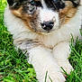 Rocky is registered to the contest to win money with this photo: puppy, dog, grass, outdoor, cute, fluffy, blue_eyes, animal, pet, nature, fur, nose, paw, lying_down, young, close_up, adorable, curious, grass_blades, autumn_background
