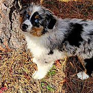 Rocky joined the competition — help win amazing prizes! dog, puppy, australian_shepherd, blue_eyes, fur, tree_trunk, pine_needles, outdoor, nature, grass, sunlight, animal, pet, cute, canine, young_dog, fluffy, looking_up, forest_floor, daylight