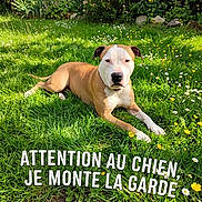 Aku participe au concours pour gagner de l'argent avec cette photo : dog, lawn, grass, flowers, garden, plants, outdoor, sunlight, pet, canine, warning_text, greenery, nature, summer, animal, relaxed, guard_dog, brown_and_white, resting, daytime