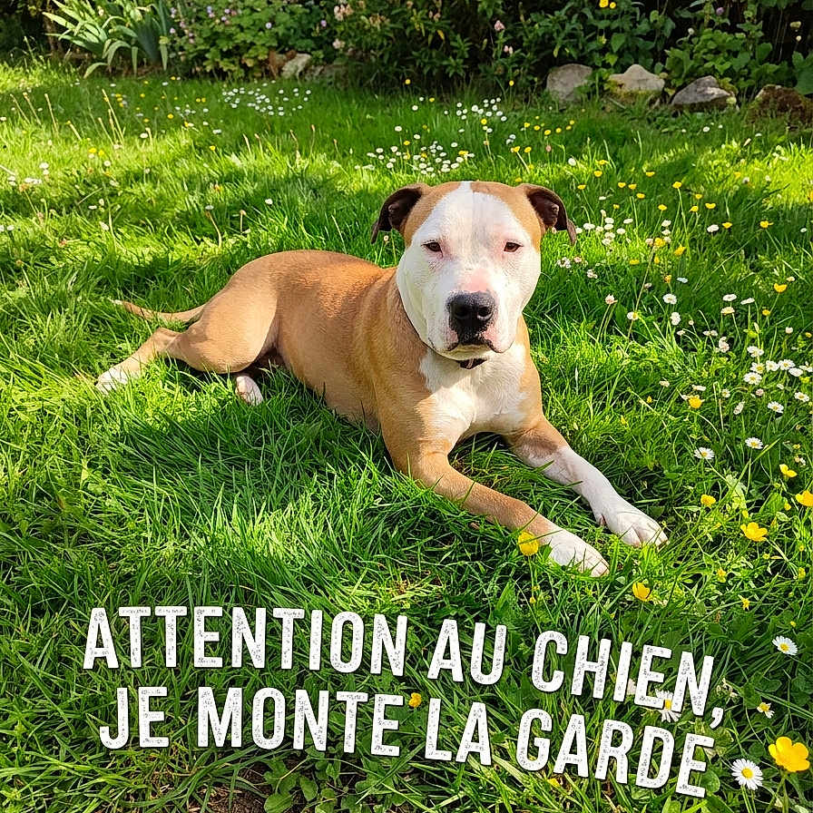 Aku participe au concours pour gagner de l'argent avec cette photo : dog, lawn, grass, flowers, garden, plants, outdoor, sunlight, pet, canine, warning_text, greenery, nature, summer, animal, relaxed, guard_dog, brown_and_white, resting, daytime