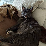 Saphir participe au concours pour gagner de l'argent avec cette photo : animal, blanket, cat, comfortable, couch, cozy, domestic, ears, eyes, feline, fluffy, fur, gray_cat, home, indoor, pet, pillow, relaxing, resting, whiskers