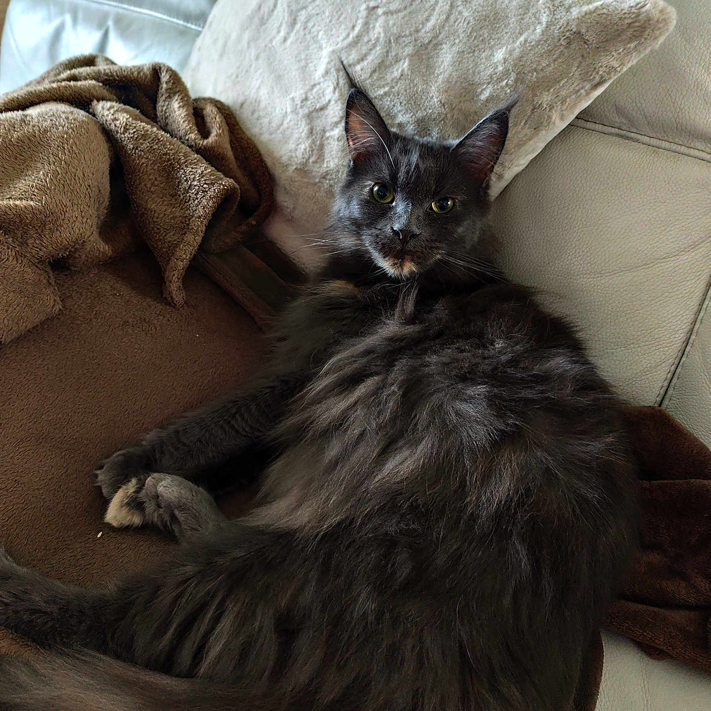 Saphir participe au concours pour gagner de l'argent avec cette photo : animal, blanket, cat, comfortable, couch, cozy, domestic, ears, eyes, feline, fluffy, fur, gray_cat, home, indoor, pet, pillow, relaxing, resting, whiskers