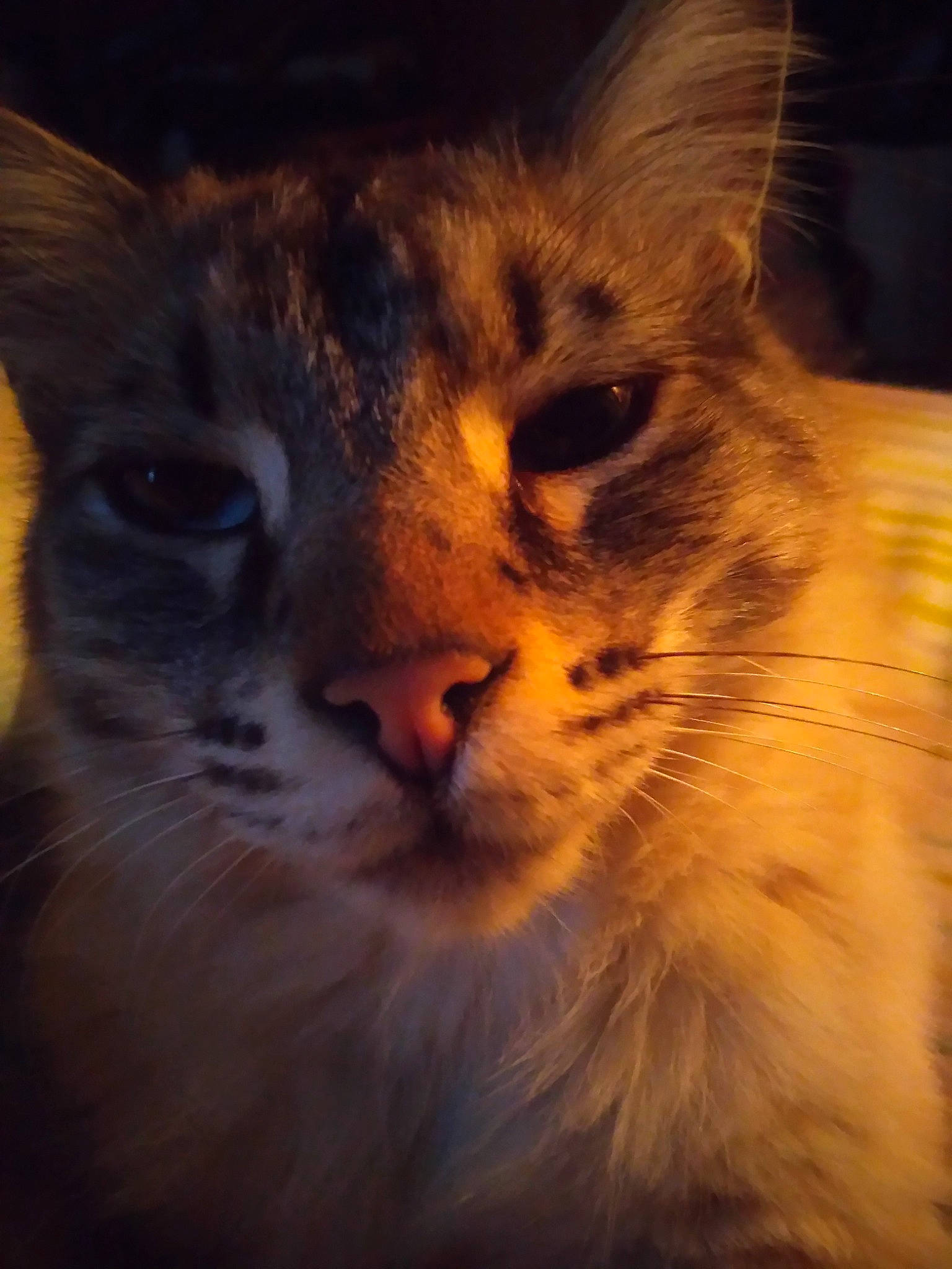 Kiki participe au concours pour gagner de l'argent avec cette photo : carnivore, cat, close_up, domestic_long_haired_cat, eye, felidae, fur, kitten, maine_coon, mammal, nose, photography, sky, small_to_medium_sized_cats, snapshot, snout, somali, tabby_cat, whiskers, wildlife