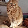 cat, orange_tabby, feline, pet, indoor, wooden_surface, mirror, green_eyes, fur, sitting, domestic_animal, cute, whiskers, tail, household_items, relaxed, portrait, animal, cozy, furry