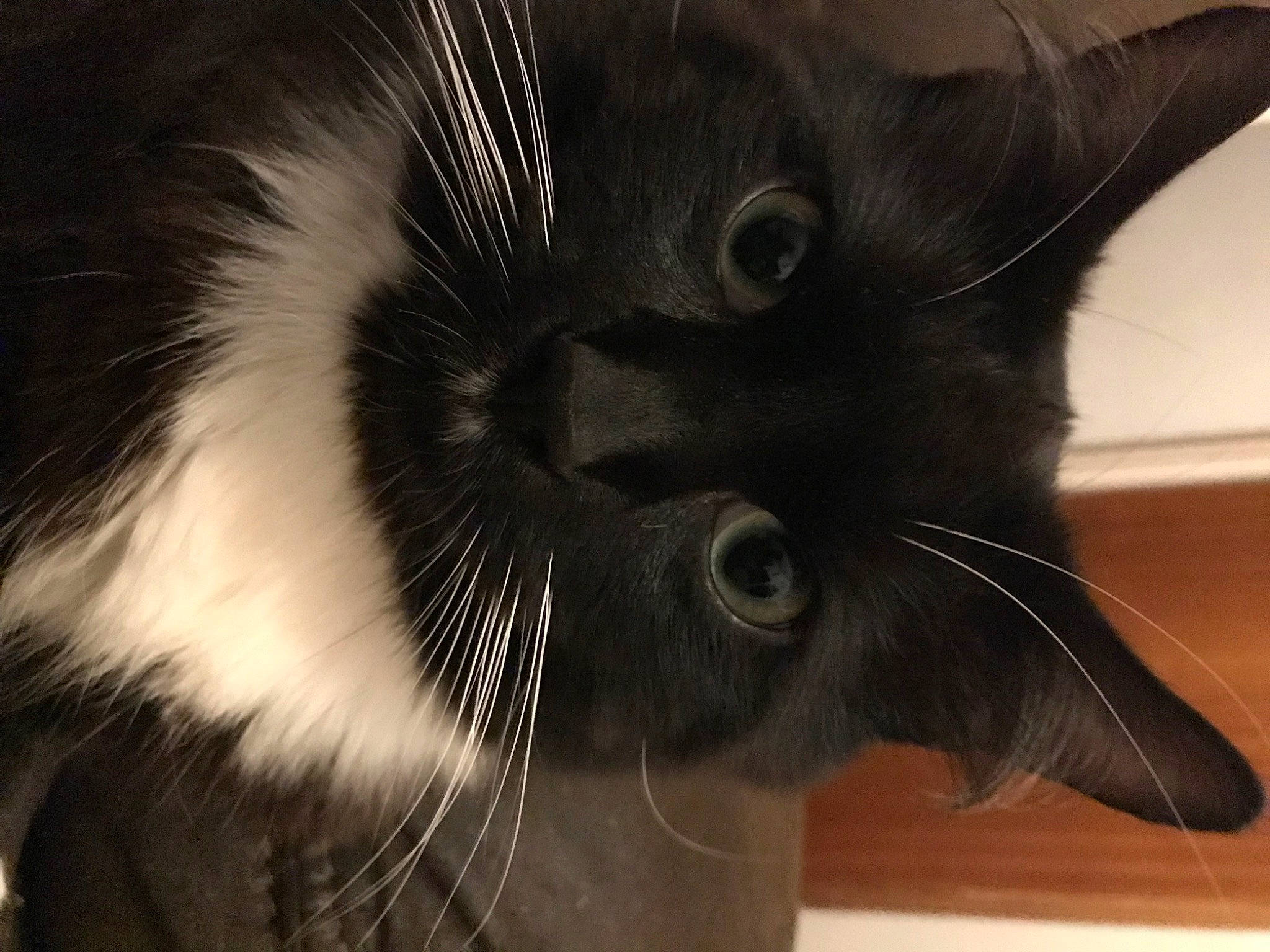 Floofy joined the competition — help win amazing prizes! black_cat, carnivore, cat, claw, close_up, domestic_short_haired_cat, ear, felidae, fur, iris, monochrome, monochrome_photography, paw, small_to_medium_sized_cats, snout, tail, terrestrial_animal, whiskers