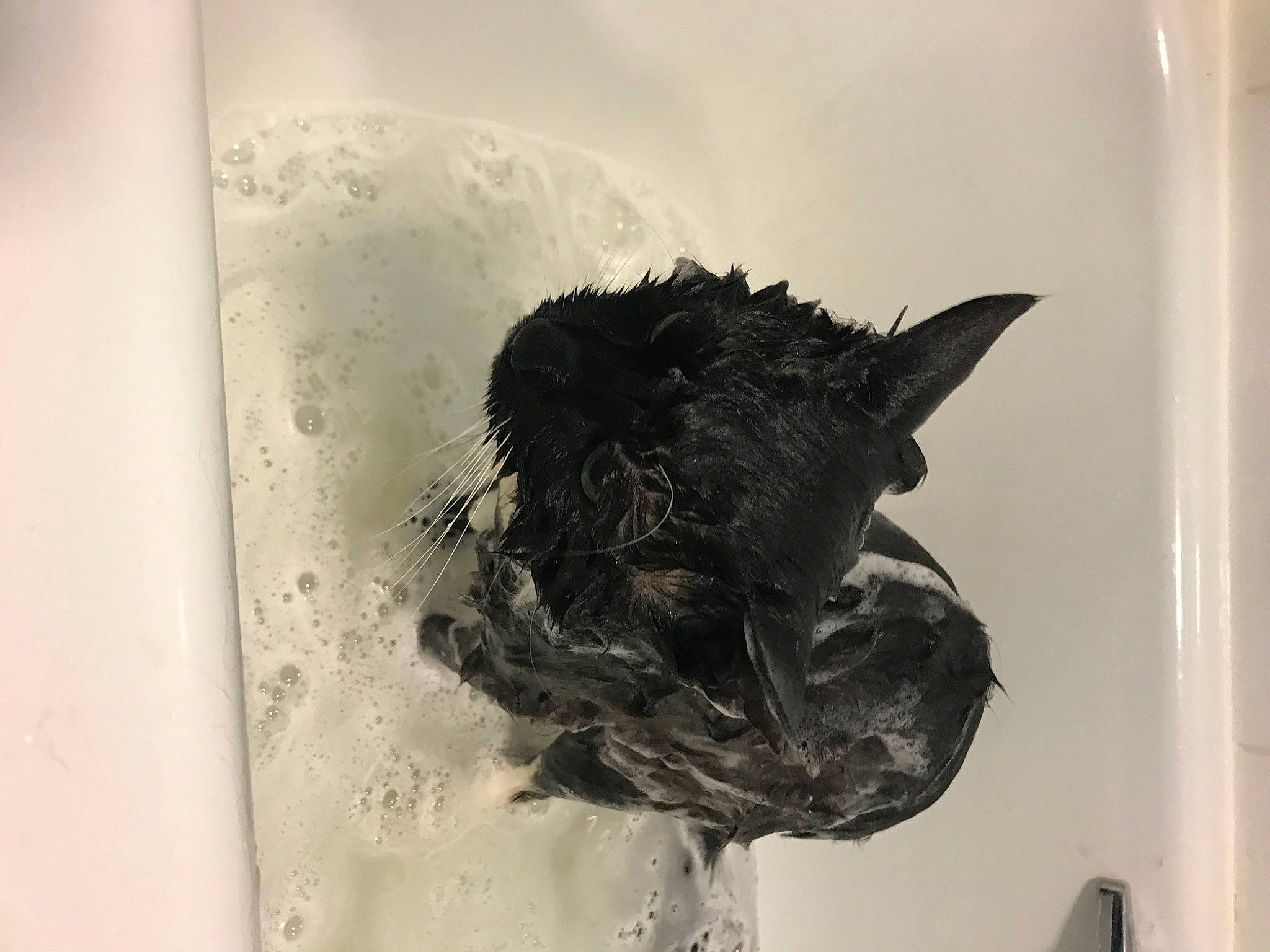 Floofy is registered to the contest to win money with this photo: art, drawing, feather, illustration, ink, monochrome_photography, paint, painting, paper, paper_product, plaster, sculpture, still_life_photography, visual_arts