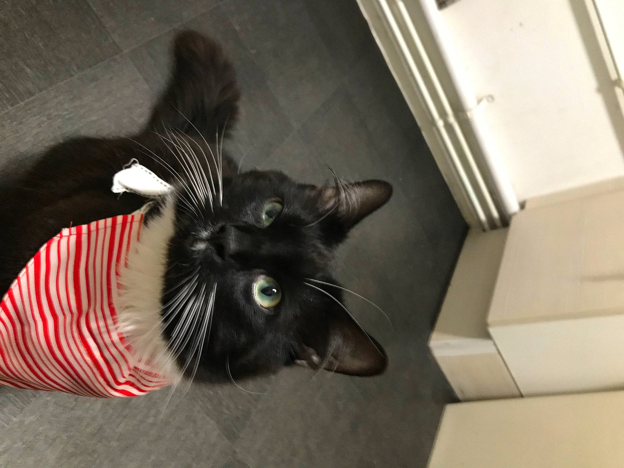 Floofy is registered to the contest to win money with this photo: black_cat, carmine, carnivore, cat, comfort, domestic_short_haired_cat, felidae, flooring, fur, paw, room, shipping_box, small_to_medium_sized_cats, snout, tail, whiskers