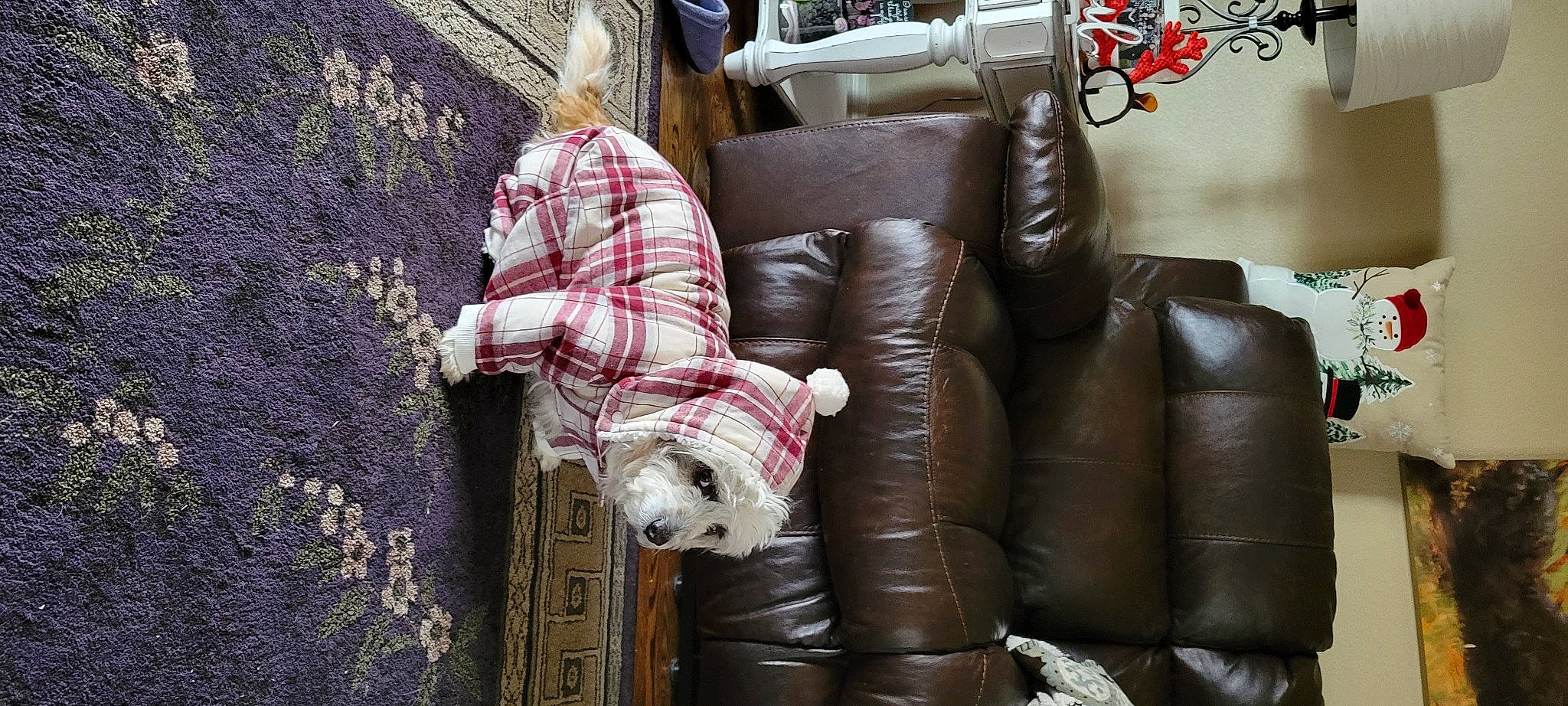 Fletcher is registered to the contest to win money with this photo: canidae, carnivore, classic, comfort, companion_dog, couch, dog, dog_breed, flooring, fur, human_leg, leather, magenta, red, sidewalk, sporting_group, studio_couch, toy, wood, working_animal